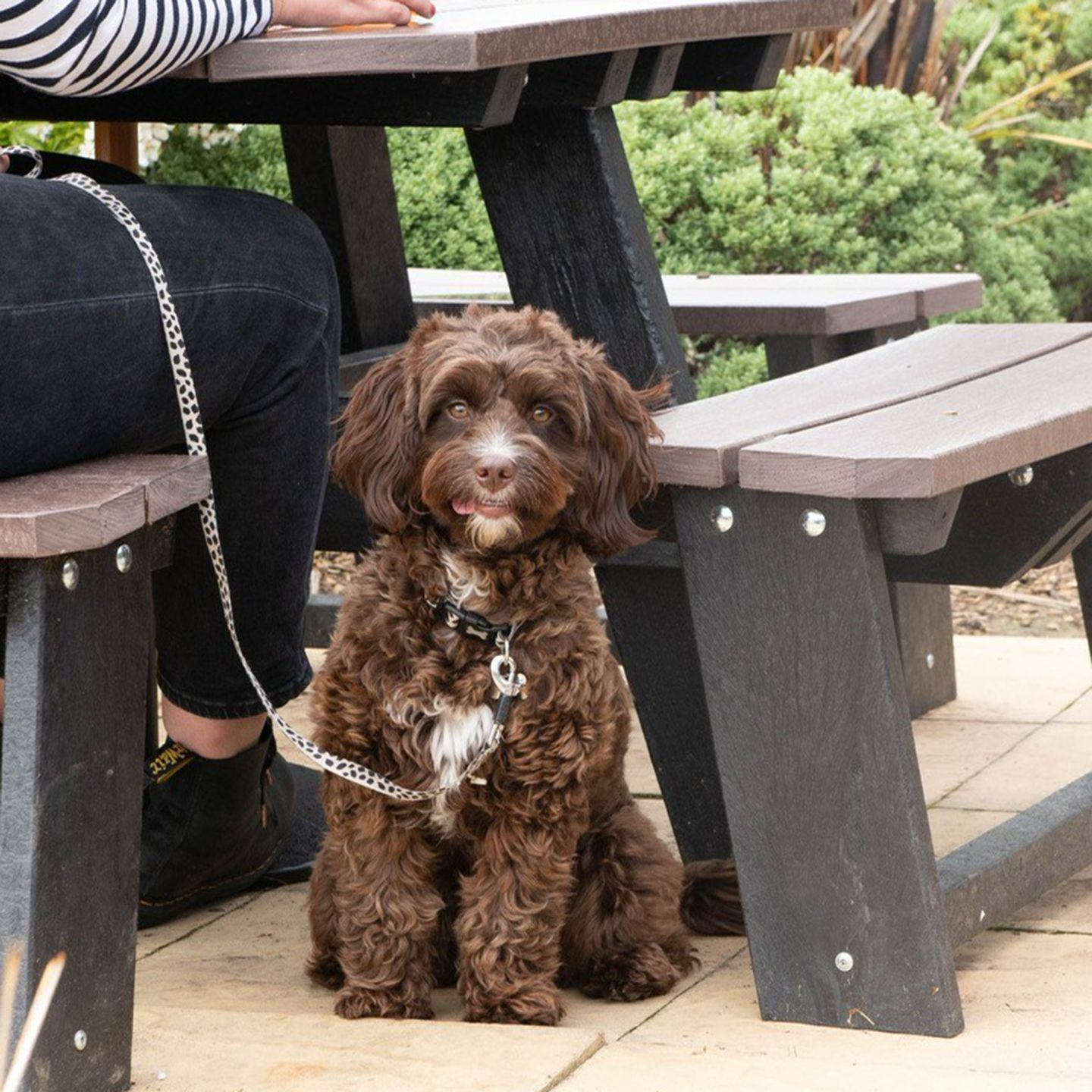 Your local dog friendly pub in Cambourne